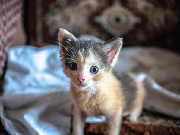 ОТДАЮ КОТЕНКА В ДОБРЫЕ РУКИ! в Туле фото 5