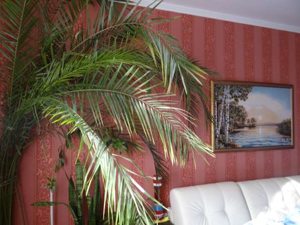 Финиковая пальма 3,5 м