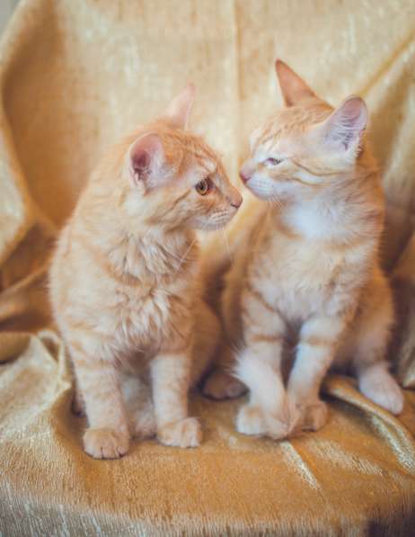 Предлагаются очаровательные рыжие котята в Санкт-Петербурге фото 4