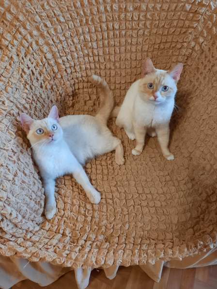 Тайские котята, 3 месяца в 