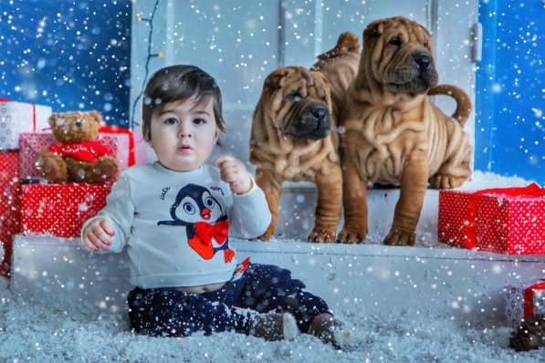 Щенки шар пея в Краснодаре фото 13