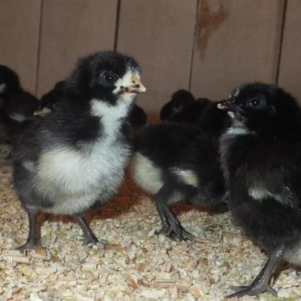Цыплята мясо-яичные подросшие в Самаре фото 4