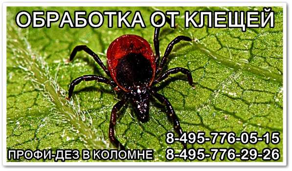 Уничтожение клещей в коломне в Коломне фото 3