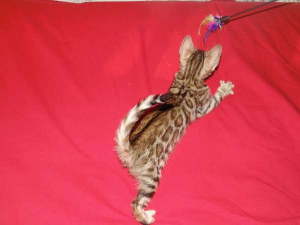 Продам бенгальских котят в Новосибирске фото 12