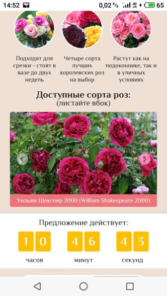 Гибридные королевские розы в Сызрани
