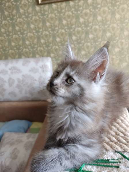 Продажа породистых котята породы Мейн-кун в Москве фото 18