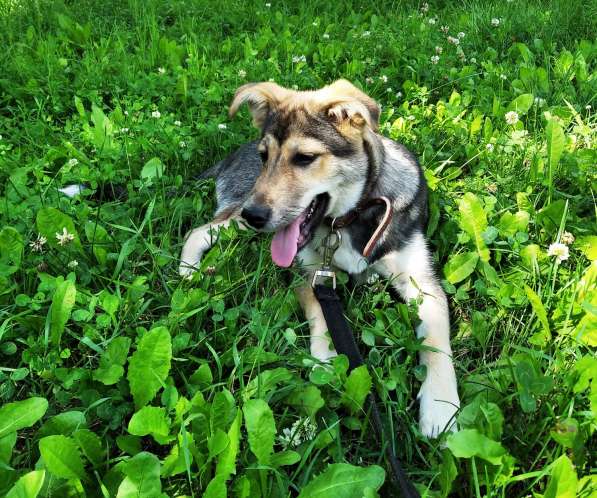 Тася в добрые руки в Ногинске фото 36