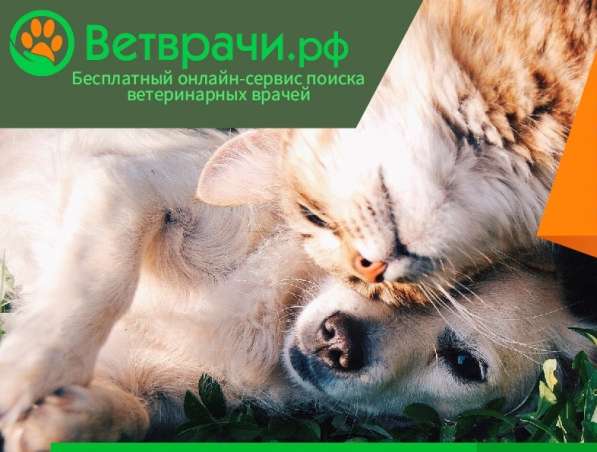 Предложение для ветеринарных врачей