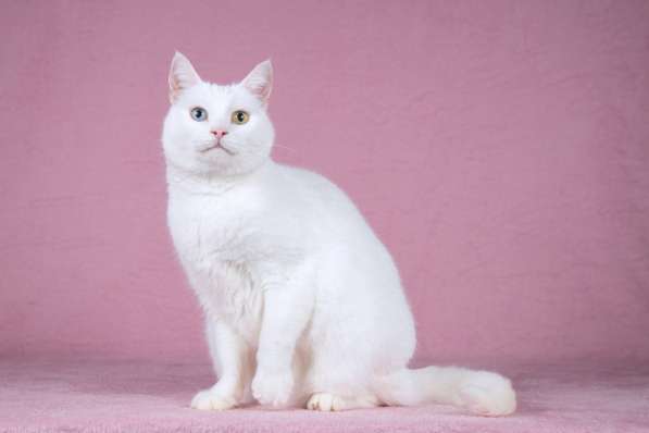 Белая кошка Лавли с разноцветными глазами в Москве фото 5