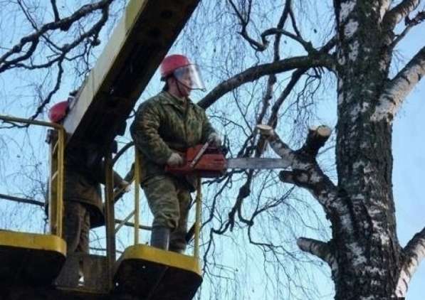 Расчистка участков от деревьев под строительство в Балашихе в Балашихе