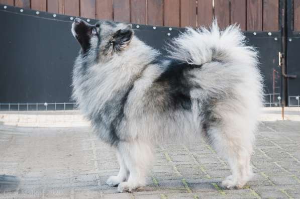 Щенки вольфшпица/кеесхонда в фото 18