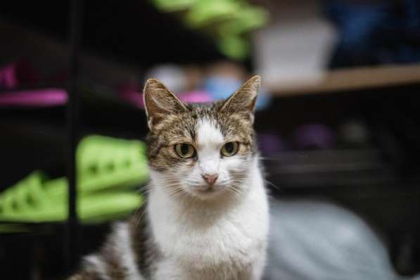 Очаровательная Ария ищет дом в Москве