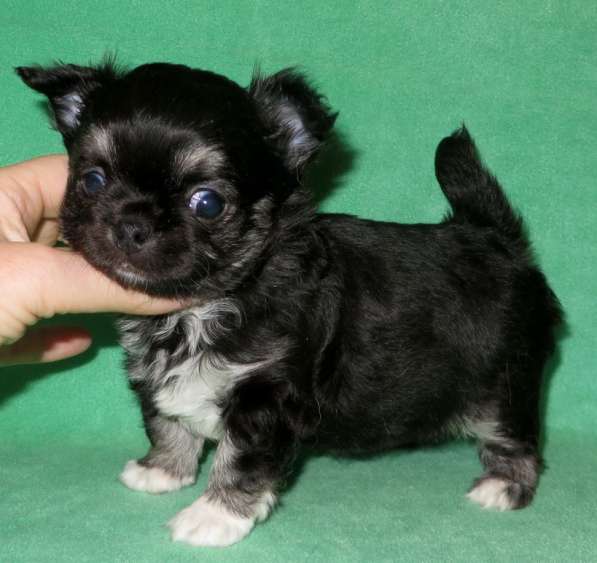 Чихуахуа мини мальчик ДШ в Санкт-Петербурге