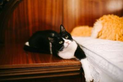 Отдам даром Удивительная кошка Боня в Санкт-Петербурге фото 4