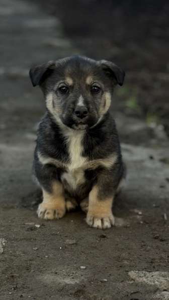 Бесплатно в Черкесске