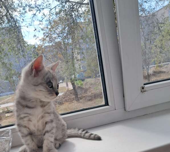 Продаются шотландские котята в фото 8