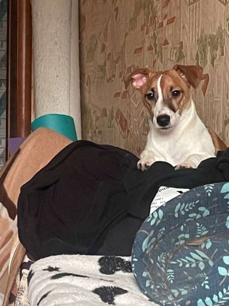 Отдам собаку в Пензе