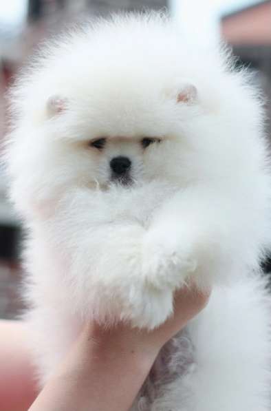 Pomeranski Mini Shpic Pomeranian Spitz Померанские Мини шпиц в фото 10