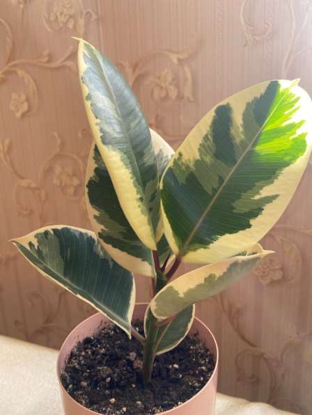 Фикусы разные