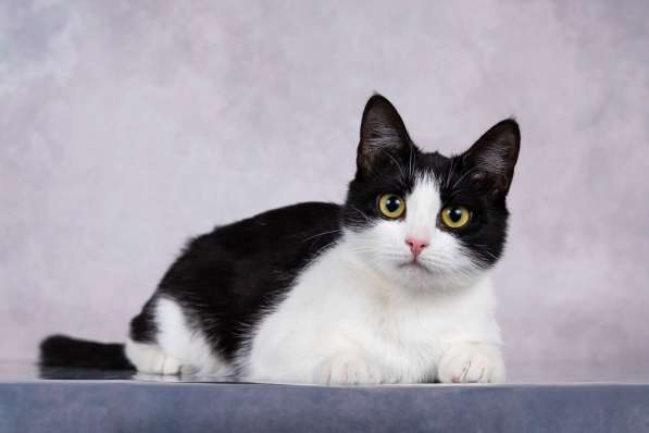 Грациозность и любопытство– знакомьтесь, Мася! в Москве фото 4