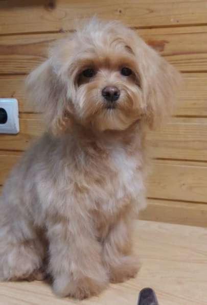 Мальтипу щенок в Москве