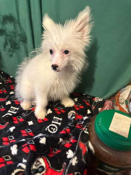 Продаю собаку