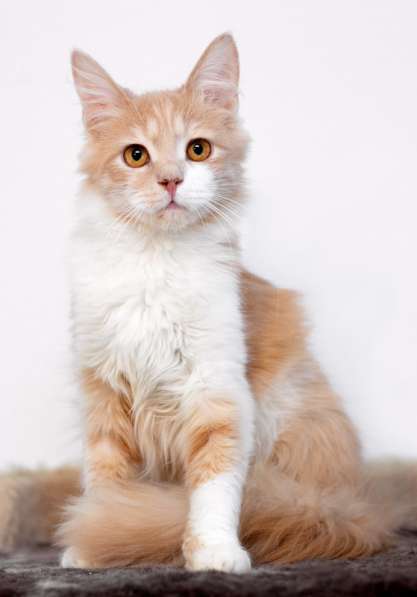 Рыжий котик — малышок-Иртышок в дар в Москве фото 3