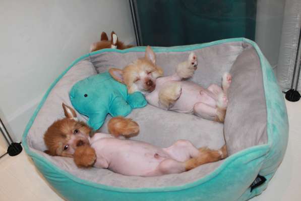 Щенок КХС в Москве фото 4