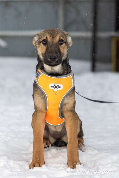 Ищем дом для маленькой Греты в Москве фото 5