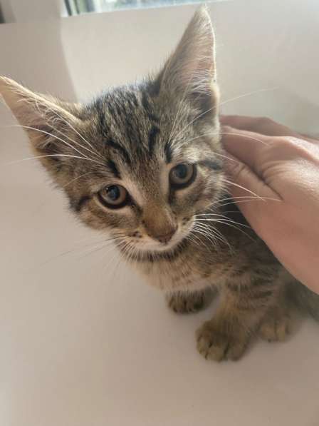 Бесплатно котята 1,5 месяца в Химках