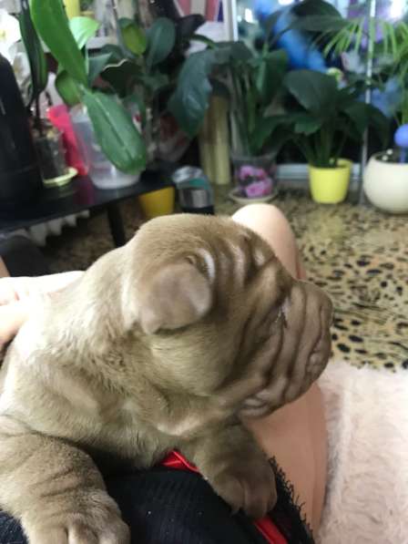 Продам щенков шарпая в Москве