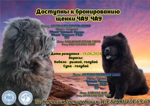 Доступны к бронированию щенки чау-чау в Корсакове фото 5