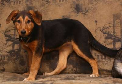 Отдам даром Эмма в добрые руки в Санкт-Петербурге фото 3