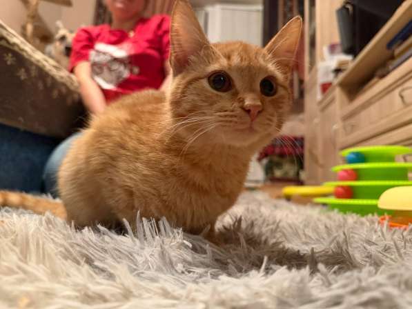 Хороший ласковый котёнок-рыжик в Санкт-Петербурге фото 10
