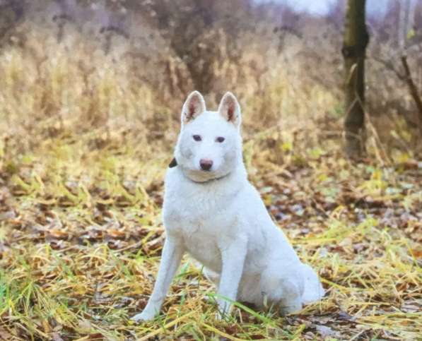 Лета ищет дом и любимую семью в Москве фото 4