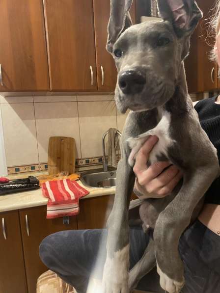 Дог в Москве