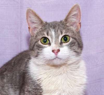Отдам даром Очаровательная кошечка Элис
