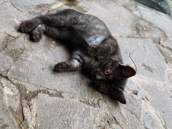 Котёнок в добрые руки в Москве фото 5