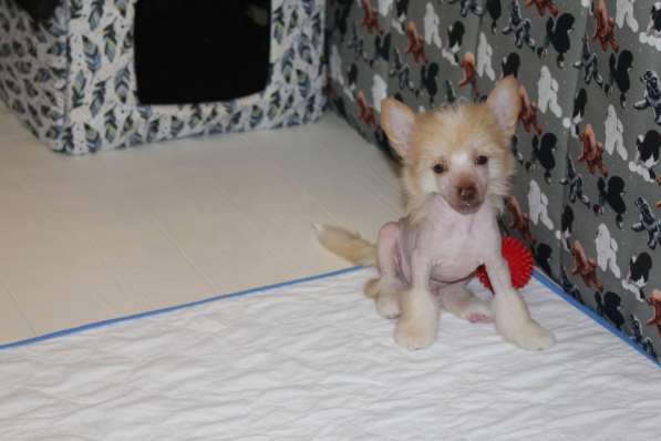 Щенок КХС в Москве фото 14