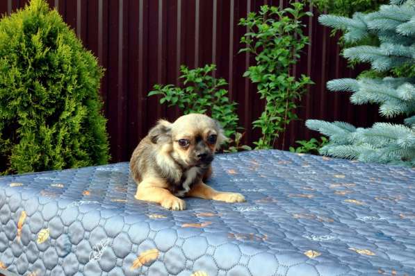 Рыже-соболинный мальчик Чихукахуа 5 месяцев в Железнодорожном фото 3