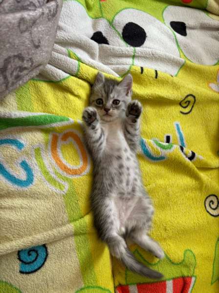 Котята шотландские вислоухие и прямоухие в Оренбурге фото 8