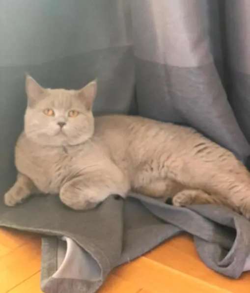 Продаю BKH лиловаго котёнка в фото 3