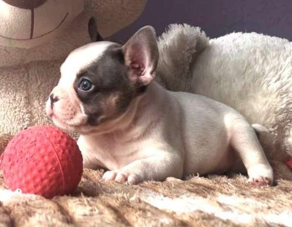 Щенки в Уссурийске фото 4