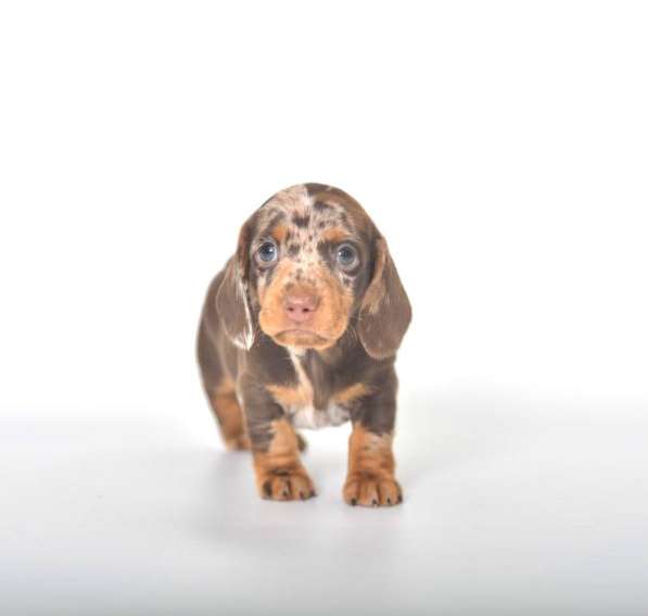 Такса миниатюра 100% в Москве фото 3