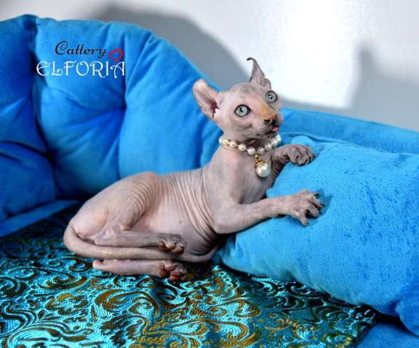 Котята Sphynx, Elf, Bambino, DWELF в фото 8