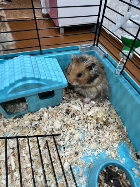 Сибирский хомяк в Улан-Удэ