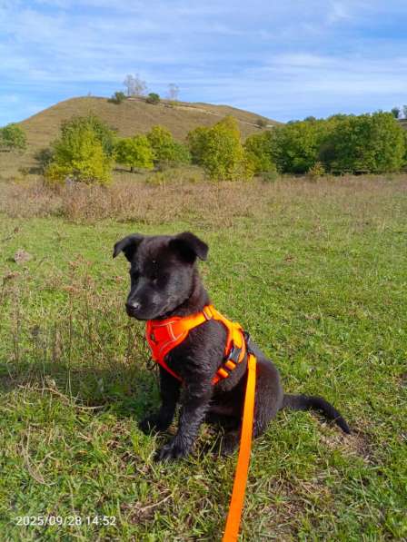 Маленький хорошенький щенок в Санкт-Петербурге фото 4