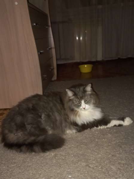 Кот сибиряк,4 года в Новосибирске фото 18