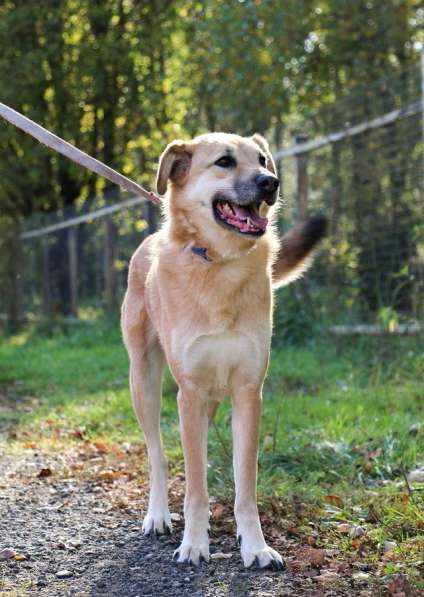 Чудесная Барабулька ищет дом и любящую семью! в Москве фото 5