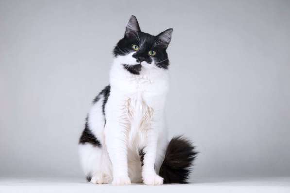 Большой добрый кот по имени Мальчик в Москве фото 7